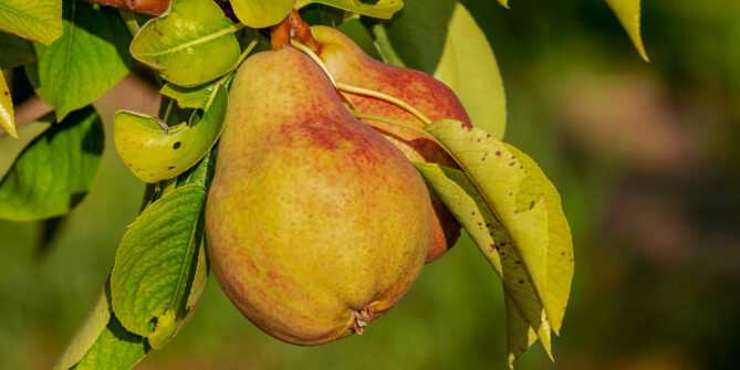Alte Sorten Forum Theater Stuttgart
